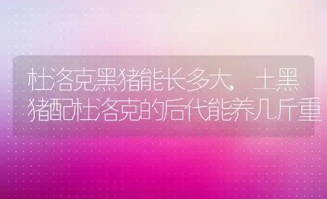 大头兰一年开几次花,君子兰和大头兰的鉴别方法 | 养殖常见问题