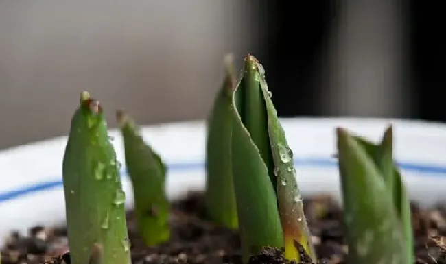 植物常识问题|郁金香种球怎么种植方法