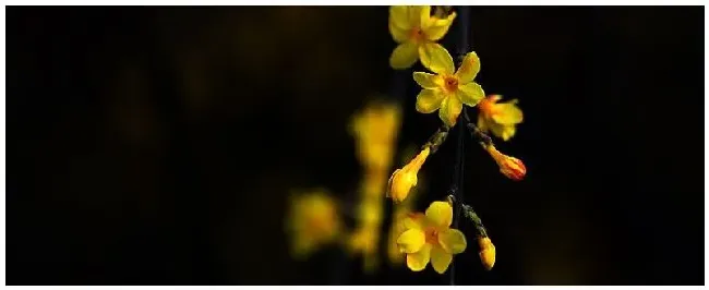 迎春花嫁接方法与时间？迎春嫁接时间和方法 | 生活常识