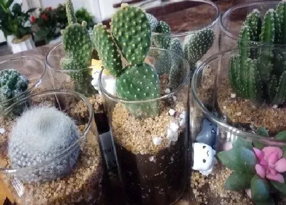 植物常识问题|家里如何养多肉能够养出好状态