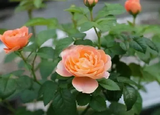植物常识问题|果汁阳台叶子发黄怎么办（果汁阳台黄叶掉落怎么回事）