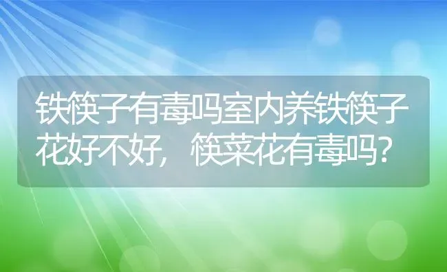 铁筷子有毒吗室内养铁筷子花好不好,筷菜花有毒吗？ | 养殖常见问题