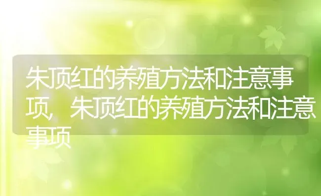 朱顶红的养殖方法和注意事项,朱顶红的养殖方法和注意事项 | 养殖常见问题