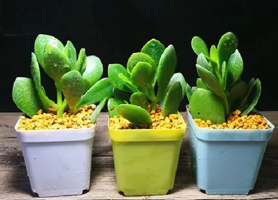 植物常识问题|八月怎么养护玉树叶片肥厚