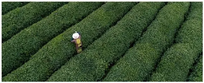 绍兴产什么茶 | 科普知识