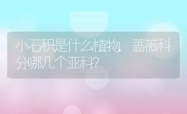 小石积是什么植物,蔷薇科分哪几个亚科？ | 养殖常见问题