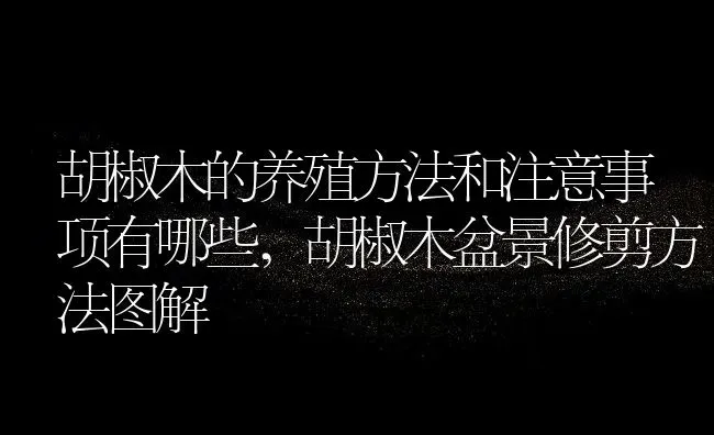 胡椒木的养殖方法和注意事项有哪些,胡椒木盆景修剪方法图解 | 养殖常见问题