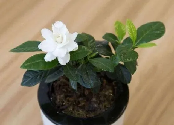 植物常识问题|四季栀子花养护管理方法