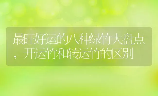 最旺好运的八种绿竹大盘点,开运竹和转运竹的区别 | 养殖常见问题