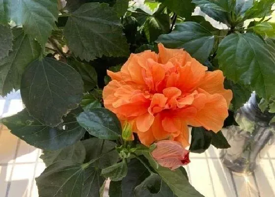 植物常识问题|扶桑花的养护要点