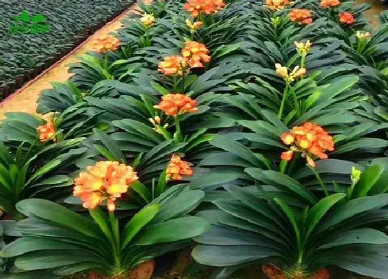 植物常识问题|用什么土养护君子兰年年开满盆