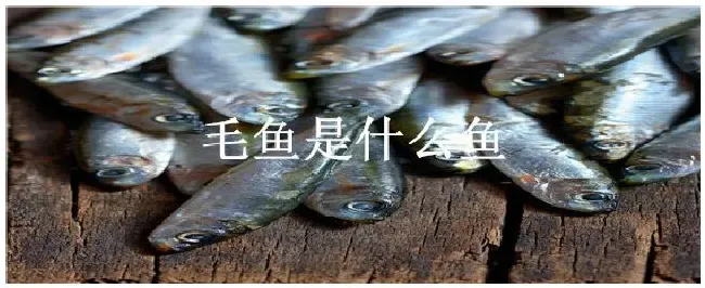 毛鱼是什么鱼 | 生活常识