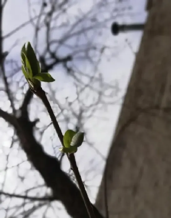 植物常识问题|倒春寒对农作物的影响 （今年倒春寒对农业有什么危害）