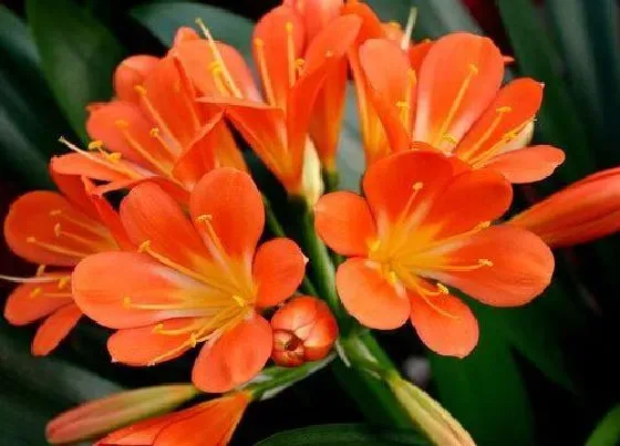 植物常识问题|夏季养君子兰如何喷水降温