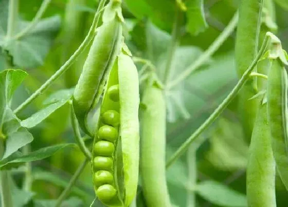 植物常识问题|过冬豌豆什么时候种最佳（越冬豌豆苗的种植方法和时间）