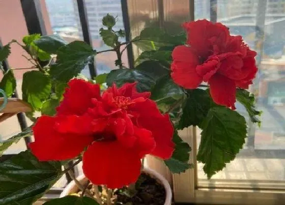 植物常识问题|扶桑花的养护要点