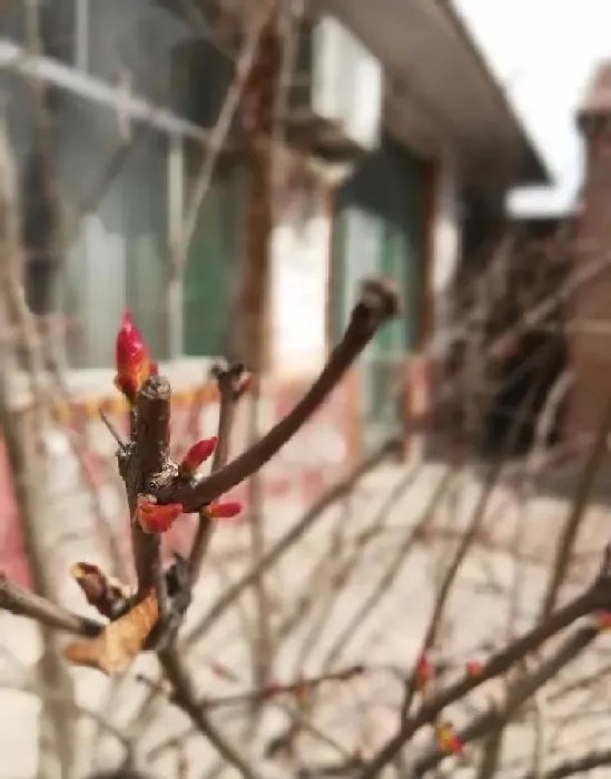 植物常识问题|倒春寒对农作物的影响 （今年倒春寒对农业有什么危害）