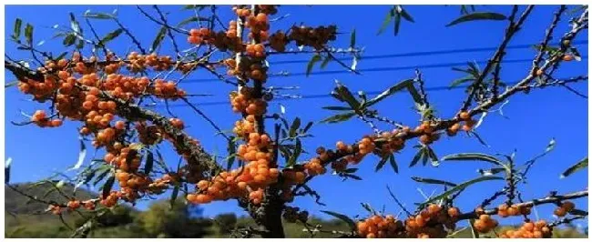 沙棘种植前景 | 科普知识