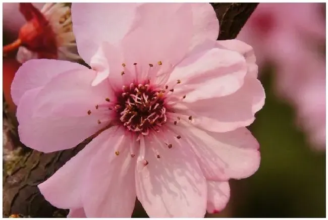 梅花不开花的原因？梅花为什么不开花 | 农业问题