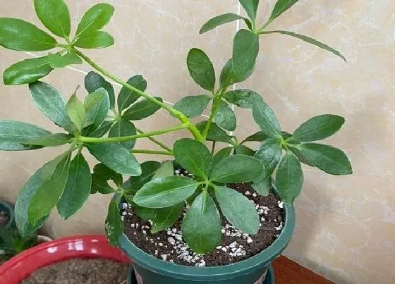 植物常识问题|鸭掌木气生根需要剪掉吗