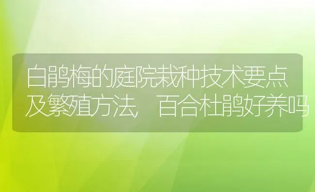 白鹃梅的庭院栽种技术要点及繁殖方法,百合杜鹃好养吗 | 养殖常见问题