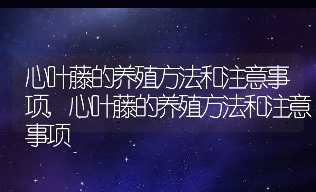 心叶藤的养殖方法和注意事项,心叶藤的养殖方法和注意事项 | 养殖常见问题
