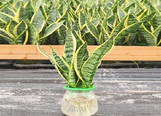植物常识问题|虎皮兰如何处理倒伏问题