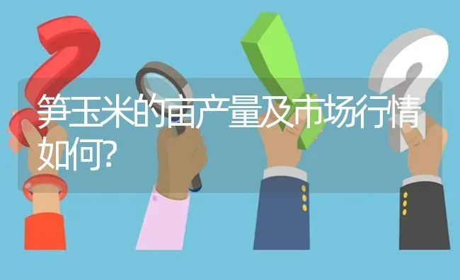 笋玉米的亩产量及市场行情如何? | 养殖问题解答