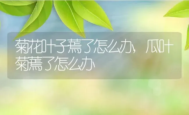 菊花叶子蔫了怎么办,瓜叶菊蔫了怎么办 | 养殖常见问题