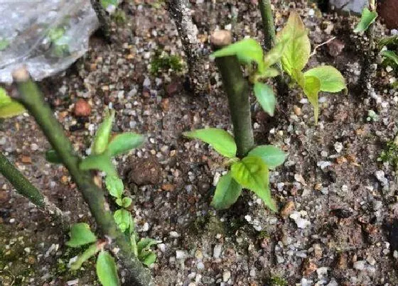 植物常识问题|花卉快速生根的方法有哪些