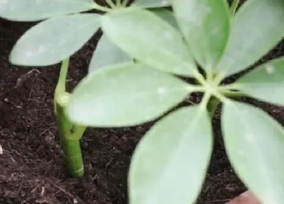 植物常识问题|如何正确的扦插鸭掌木