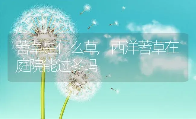 蓍草是什么草,西洋蓍草在庭院能过冬吗 | 养殖常见问题