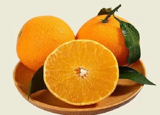 植物常识问题|橙子是热性还是凉性