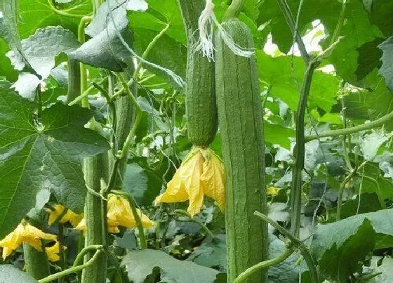 植物常识问题|丝瓜的老叶黄叶都能剪掉吗（丝瓜怎么修剪老枝叶）