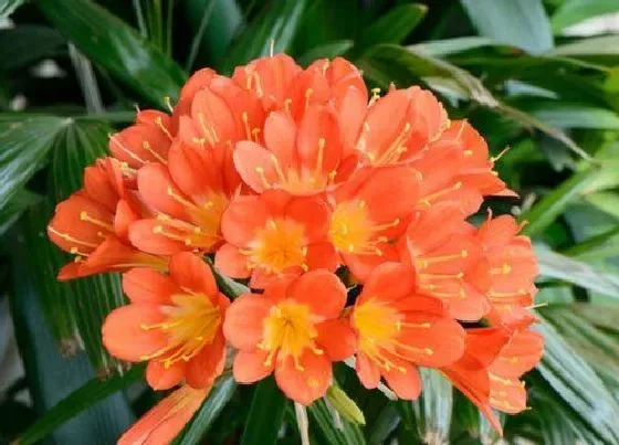 植物常识问题|君子兰夏季不休眠反而开大花是怎么做到的