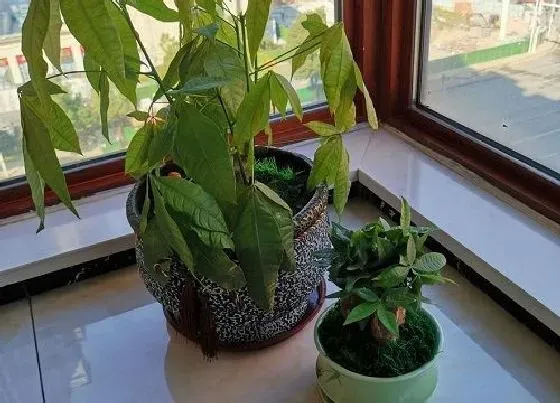植物常识问题|发财树怎么施肥养得旺