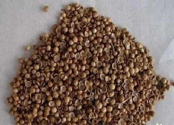 植物常识问题|香菜用什么办法发芽快（香菜很难出芽最快催芽方法）