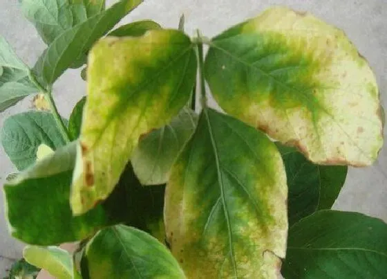 植物常识问题|种植大豆怎样防治病虫害（大豆中后期病虫防治技术和用药）