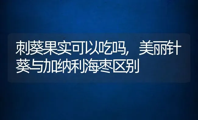 刺葵果实可以吃吗,美丽针葵与加纳利海枣区别 | 养殖常见问题