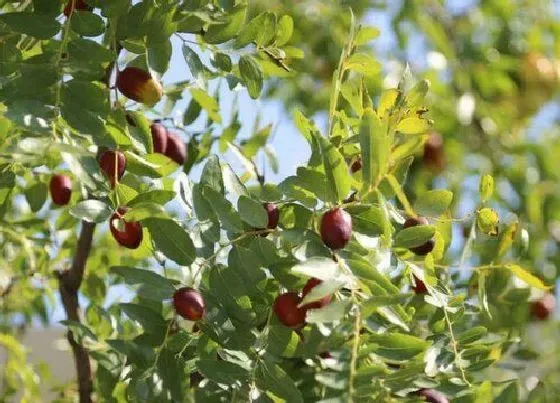 植物常识问题|家里枣树如何养殖一结一箩筐