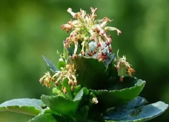 植物常识问题|长寿花这样养殖年年开花爆盆