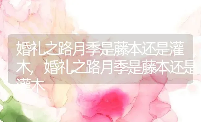 婚礼之路月季是藤本还是灌木,婚礼之路月季是藤本还是灌木 | 养殖常见问题