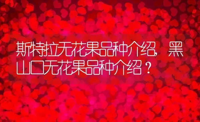斯特拉无花果品种介绍,黑山口无花果品种介绍？ | 养殖常见问题