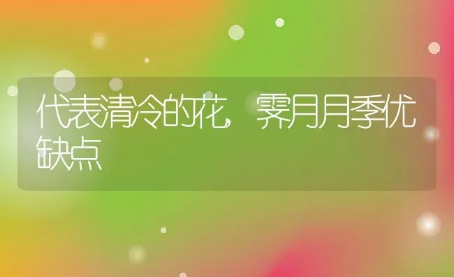 代表清冷的花,霁月月季优缺点 | 养殖常见问题