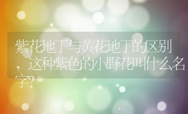 紫花地丁与黄花地丁的区别,这种紫色的小野花叫什么名字？ | 养殖常见问题