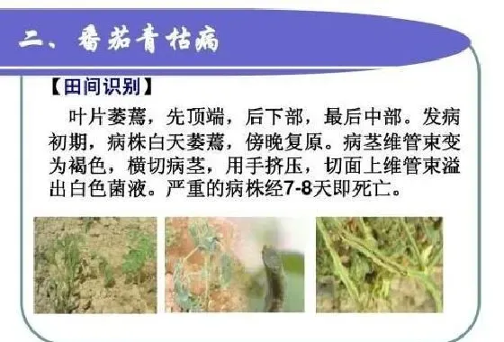 植物常识问题|西红柿青枯病的发病原因（青枯病发病图片及预防治疗）