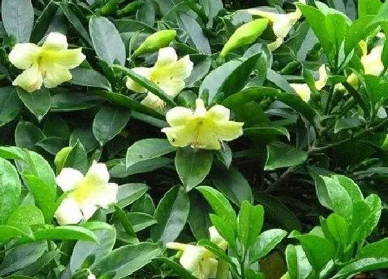 植物常识问题|茉莉花如何养护冒出非常多的芽点