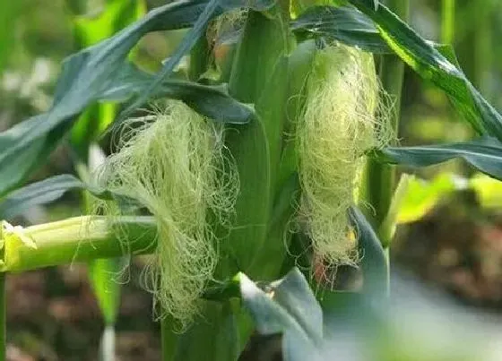 植物常识问题|玉米的种植方法与时间