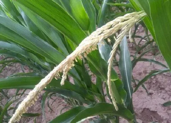 植物常识问题|玉米的种植方法与时间