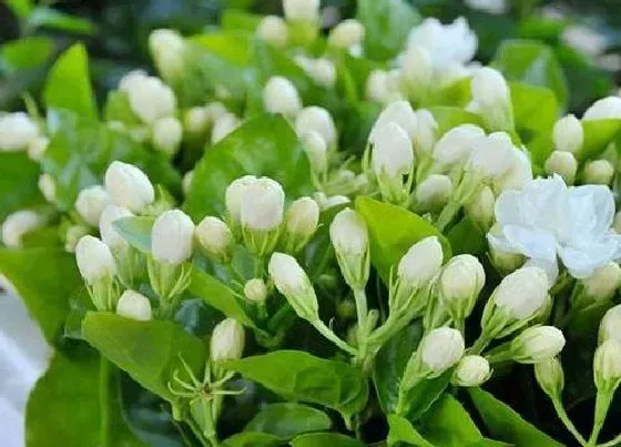 植物常识问题|茉莉花怎么养殖开花多